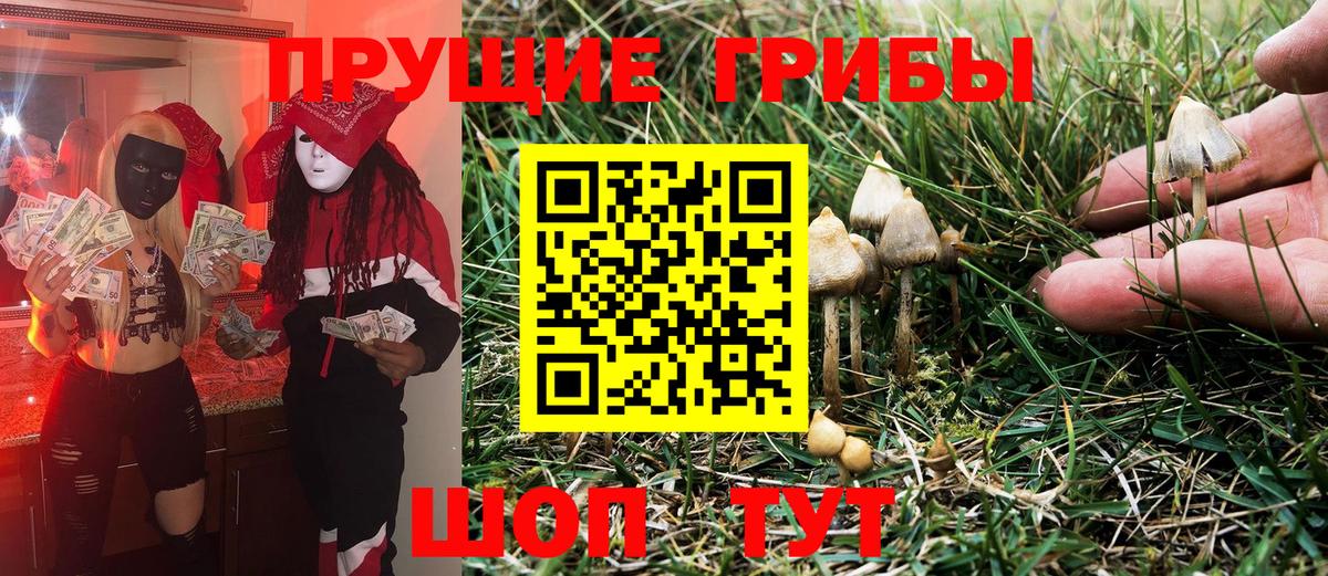 Псилоцибиновые грибы Psilocybe Аксай
